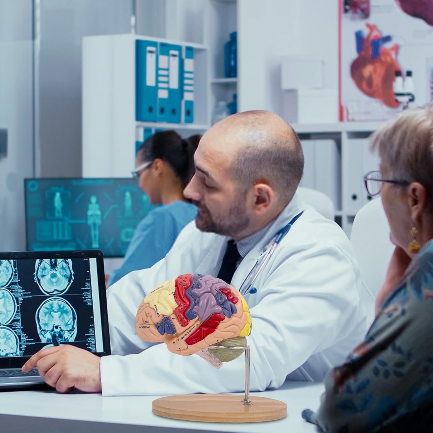 Modello di Cervello Umano Anatomicamente Preciso Maqueta Cervello 4 Porzioni per La Esposizione Medica Aprendizaje Maqueta Cervello Umano Psicologia di Dimensione Reale 2X
