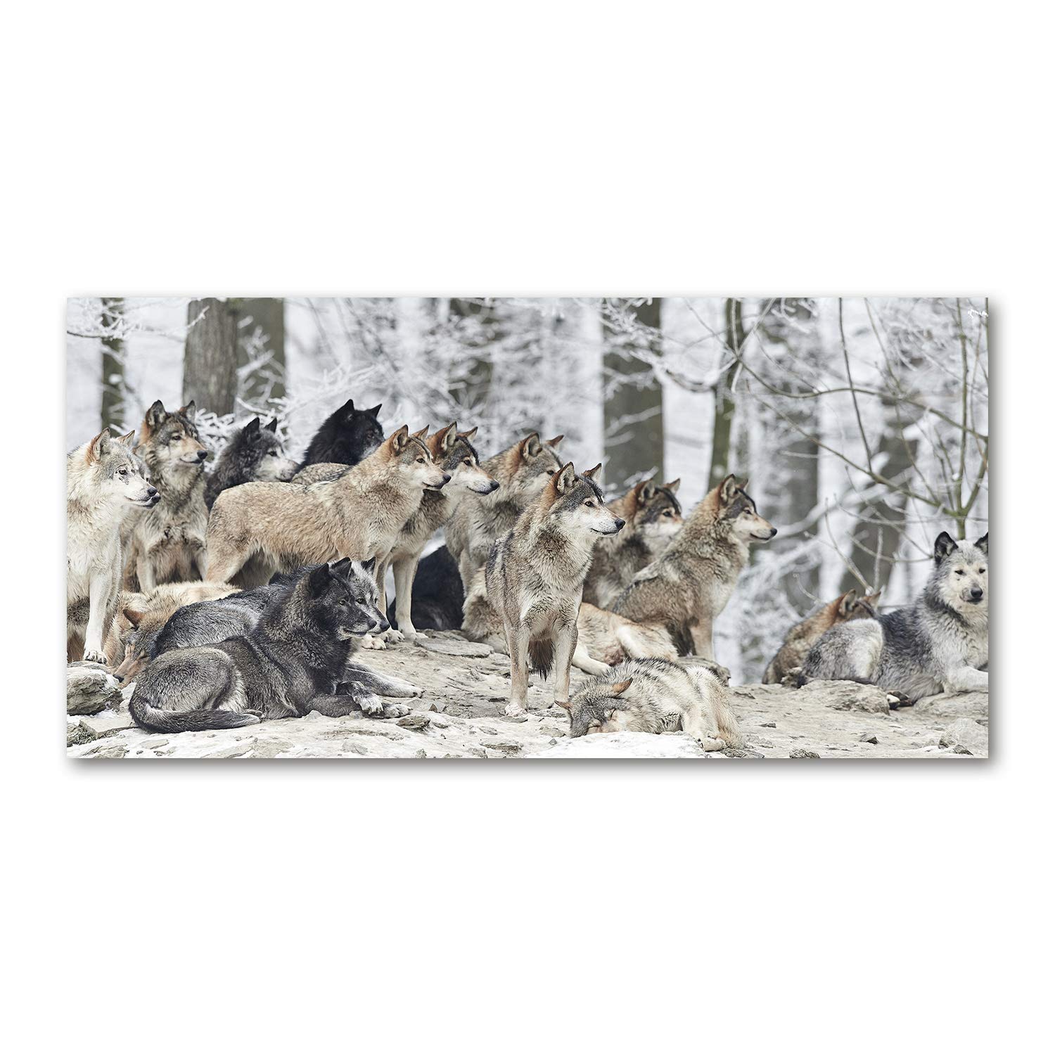 Tableau photo décorative loups en hiver impression panoramique sur verre haut de gamme