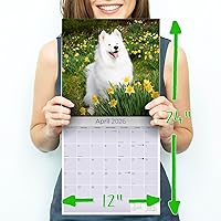 Vista 695 de Razas de Perros 2017