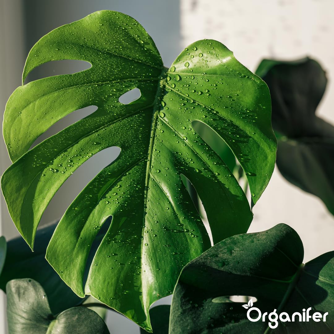Monstera Flüssigdünger - 10L - NPK 3-4-3 | Flüssig-Pflanzendünger Für Große Zimmerpflanzen Und Dekorative Tropicals - Organifer