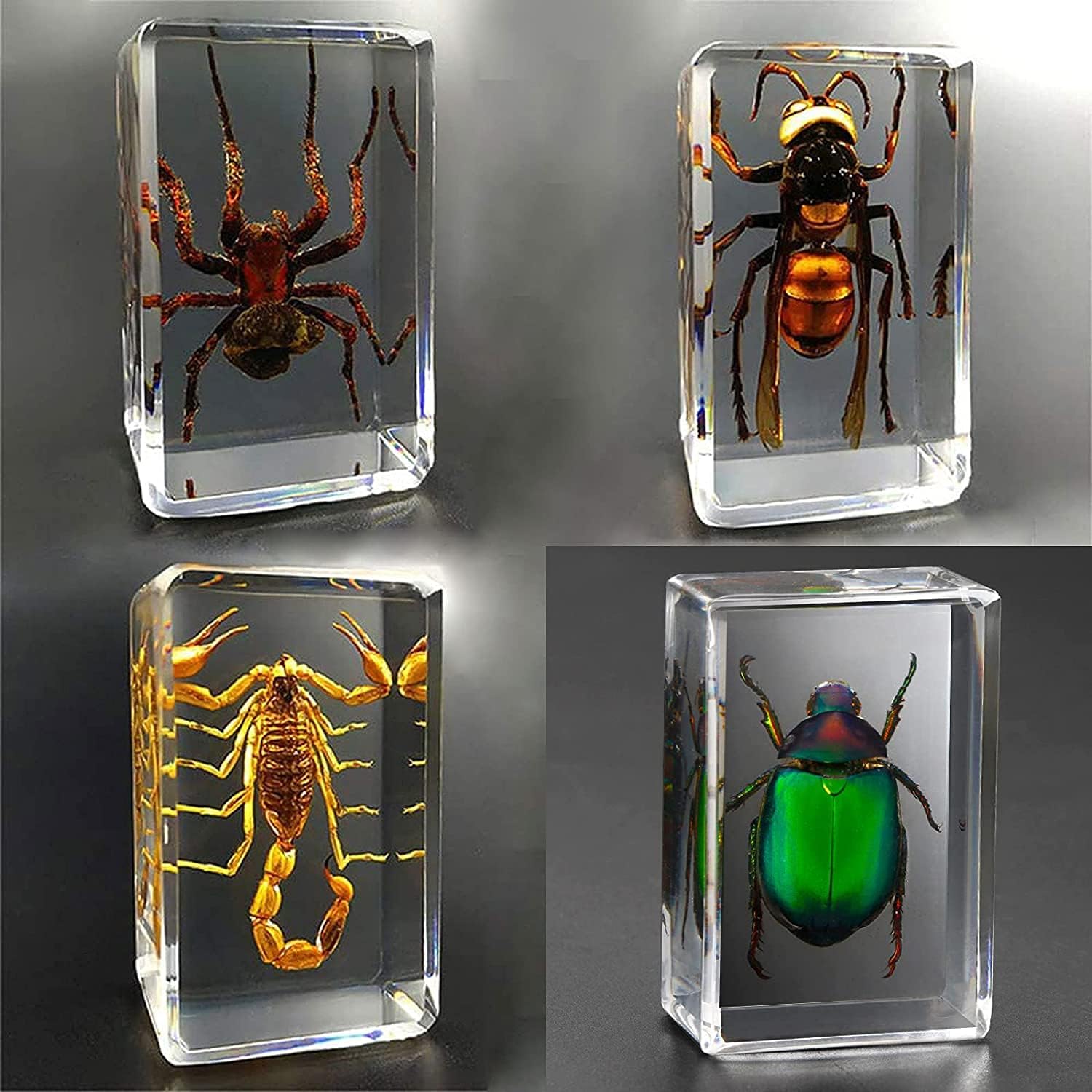 4pcsリアルバグ昆虫樹脂標本セット 透明樹脂クリエイティブ家具 標本コレクション 幼稚園教育観察玩具 教育教材 美しくホリデーギフトa 新入荷 流行 4pcsリアルバグ昆虫樹脂標本セット 透明樹脂クリエイティブ家具 標本コレクション 幼稚園教育観察玩具 教育教材 美しくホリデーギフトa 新入荷 流行