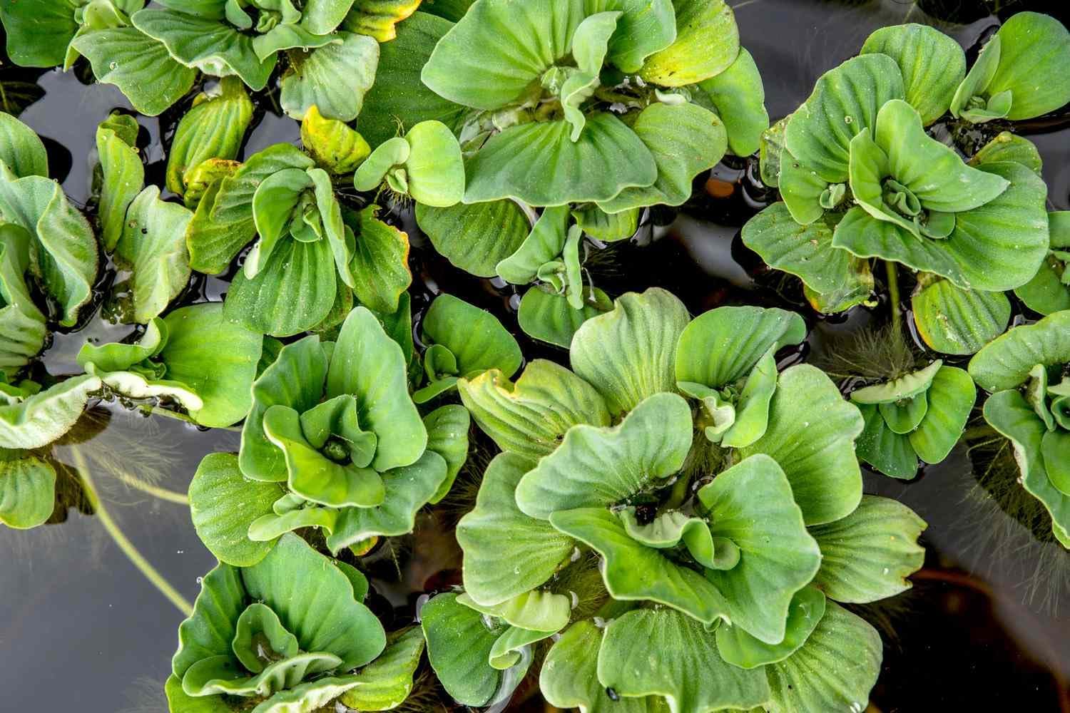 Water lettuce live floating aquarium plants (pack of 9)