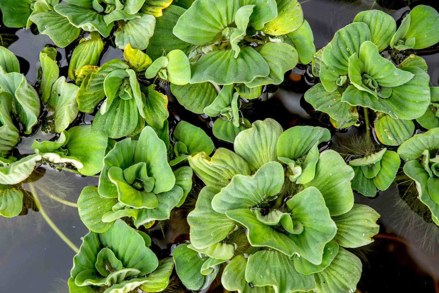 Water lettuce live floating aquarium plants (pack of 9)