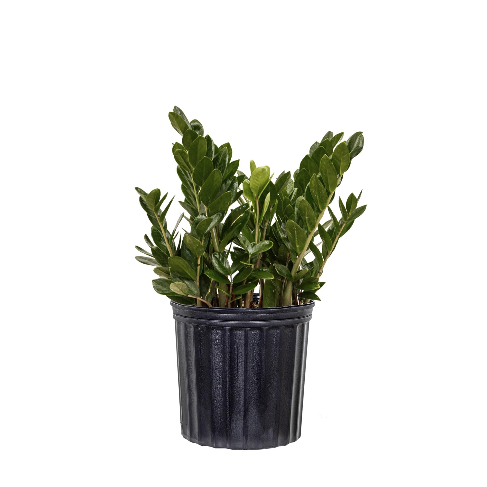 United Nursery Black ZZ Plant