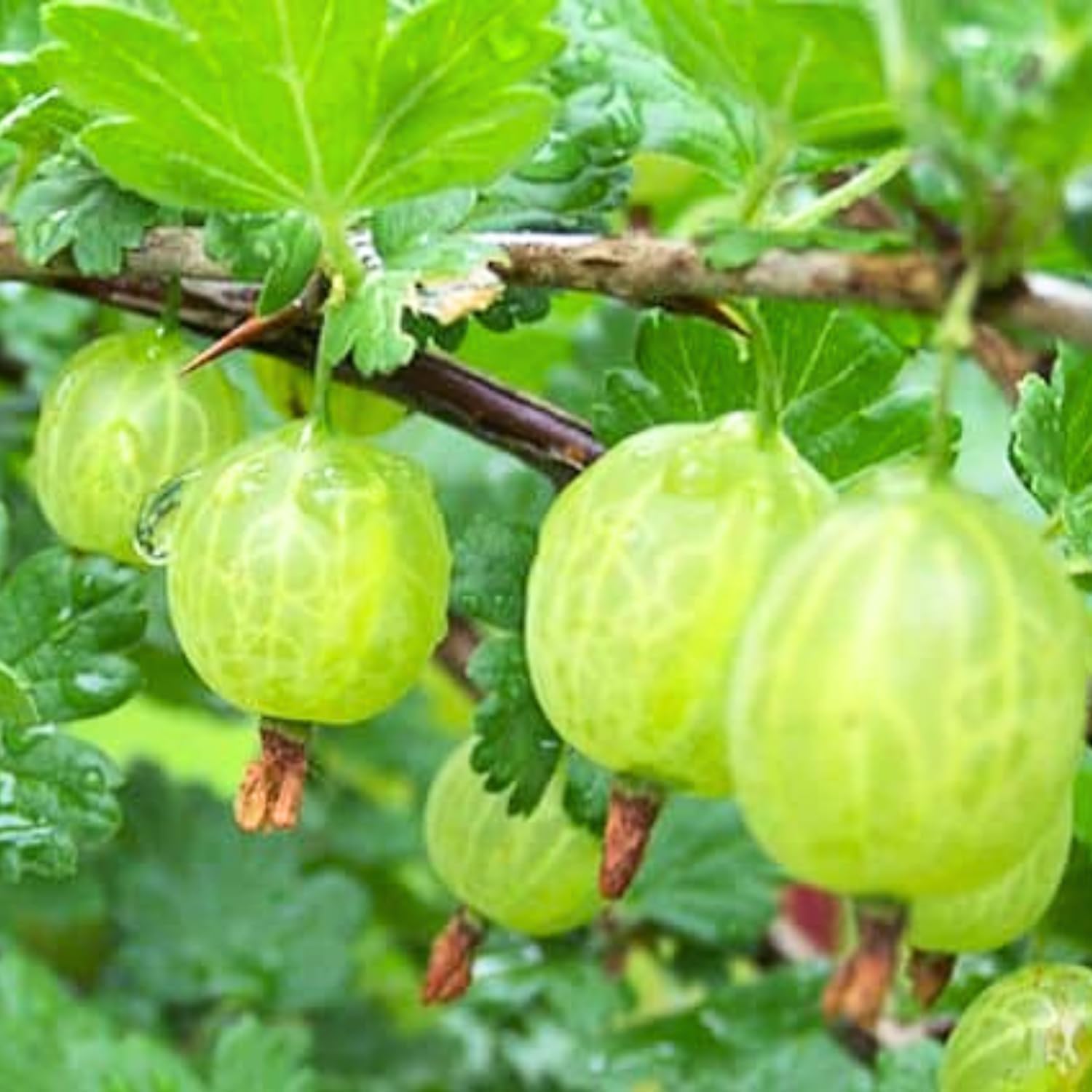 Sweet Gooseberry Bush Live Plant Well Rooted, Edible Gooseberry Plant Live for Planting Home Garden