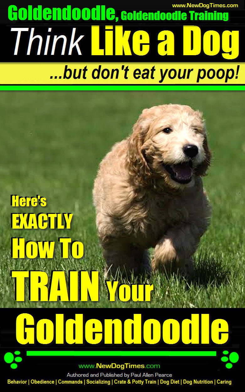 Goldendoodle, Goldendoodle Training Think Like a Dog But Don't Eat