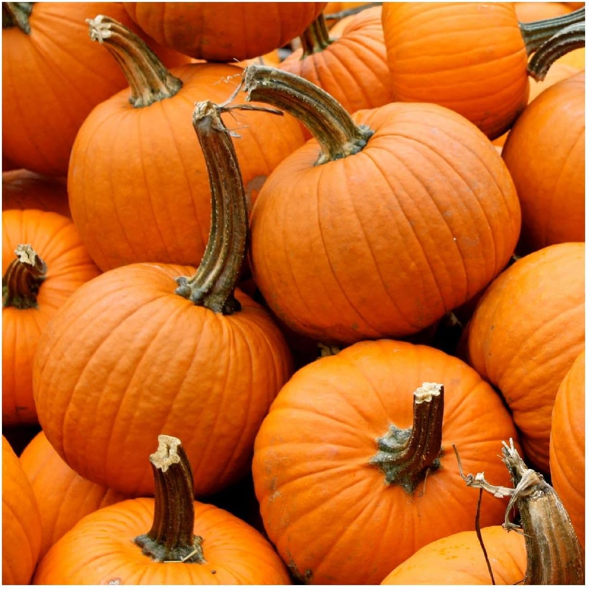 Everwilde Farms - 1 Lb Organic Small Sugar Pumpkin Seeds - Gold Vault Packet