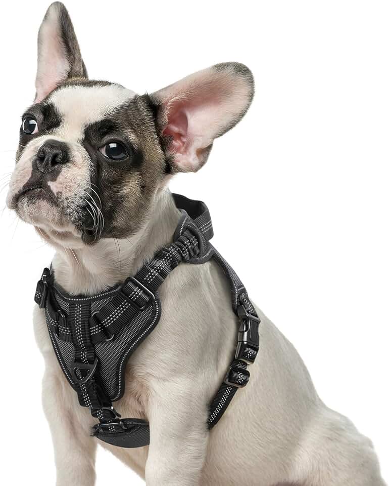 Amazon.ca dog vest