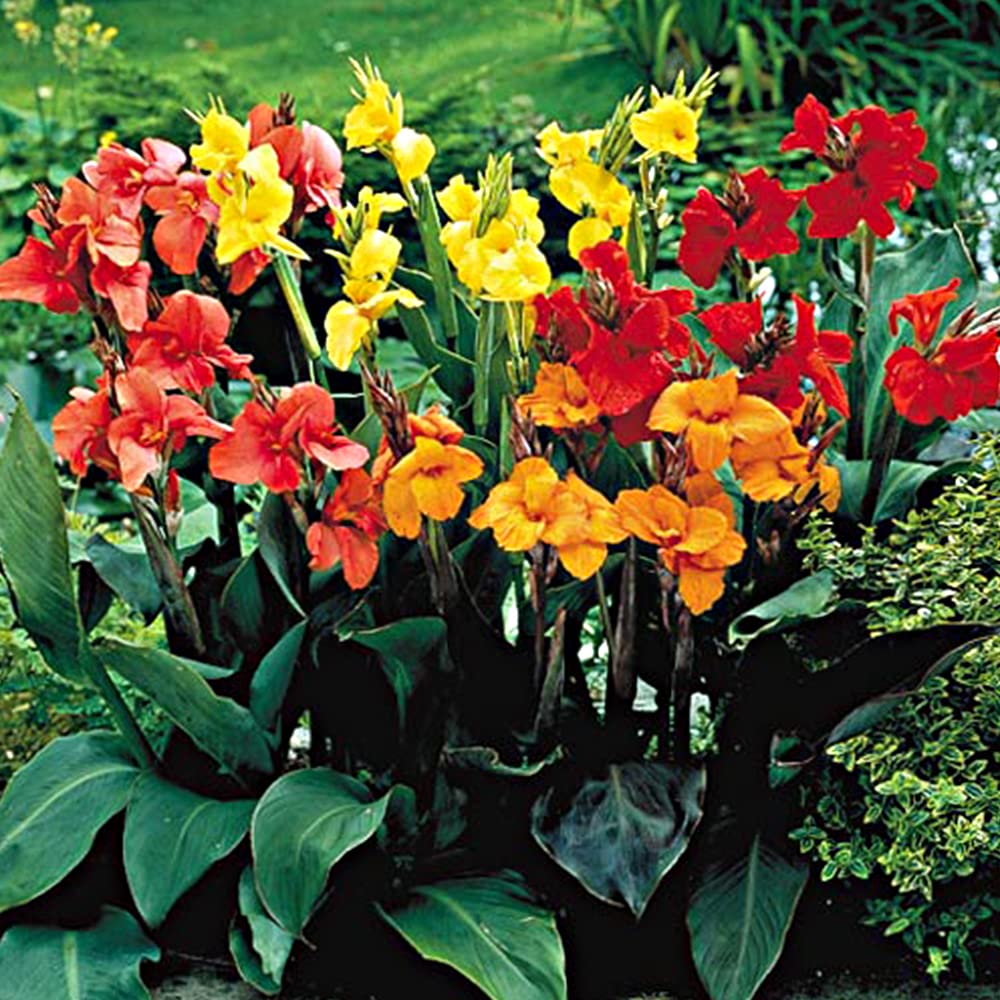5 x Canna Dwarf Mixed – Colourful Collection of Miniature Lilies – Summer Flowering Bulbs – Perennial – for Your Beautiful Garden