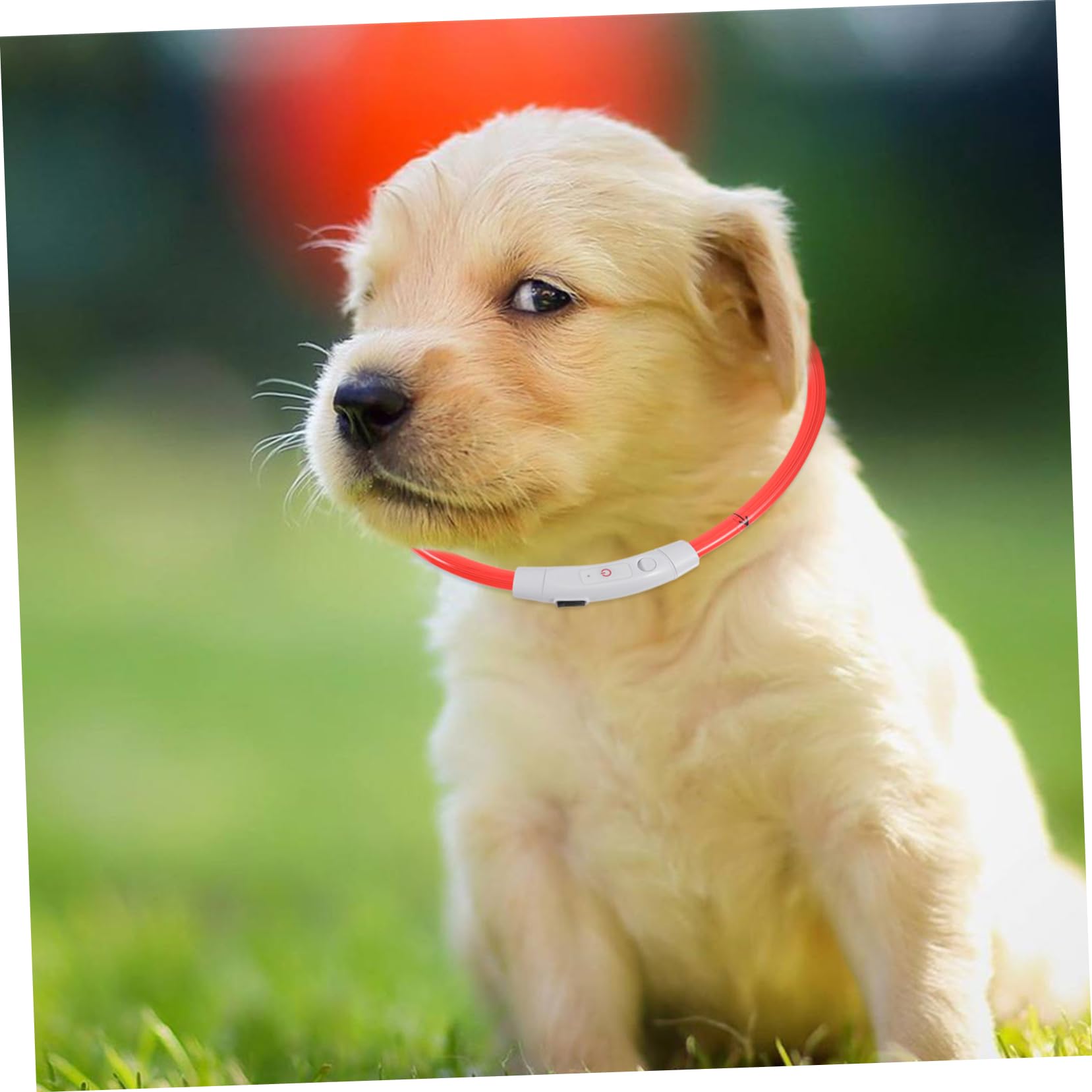 BESPORTBLE 3piezas Collar Led Recargable para Collar USB Diseño para Cachorros y Pequeñas