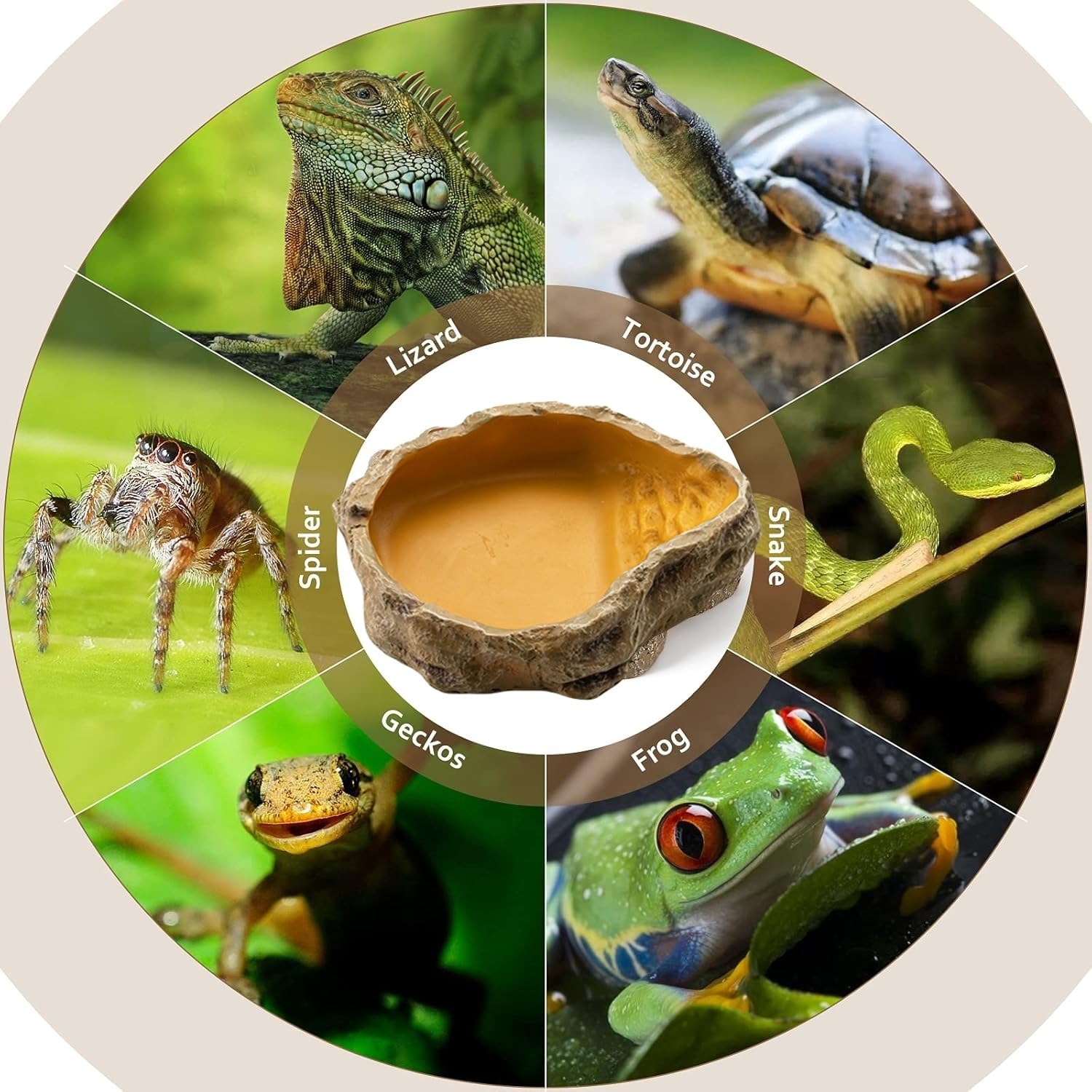 Bol À Eau Pour Terrarium, Accessoire Pour Tortues, Reptiles, Serpent, Gecko, Nourriture