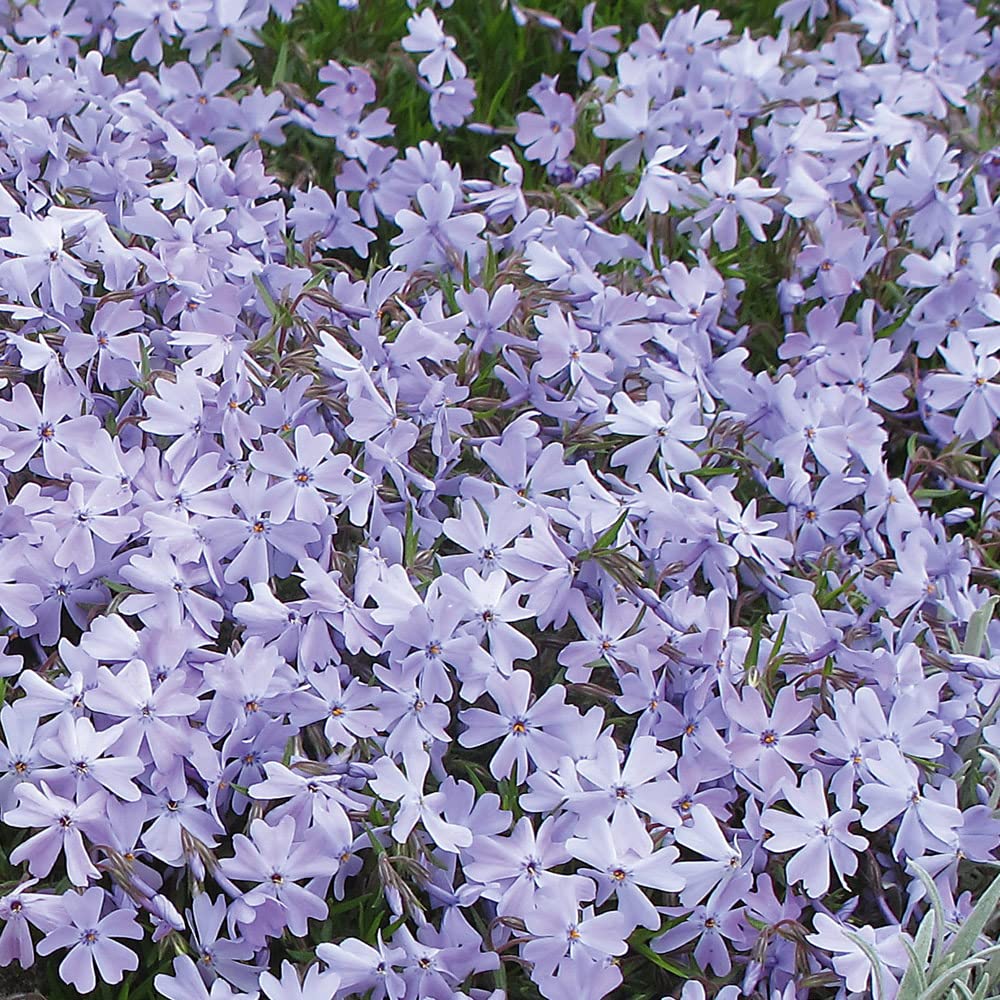 Phlox Plants. 'Emerald Cushion Blue'. Lilac-Blue Flowers. Plants for Pollinators. 9cm Plant x 2. Available from Bedwen Plants.