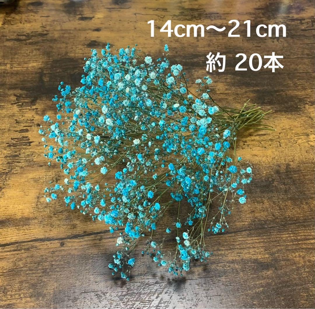 Amazon | かすみ草＊ドライフラワー＊ブルー＊約20本 | ノー