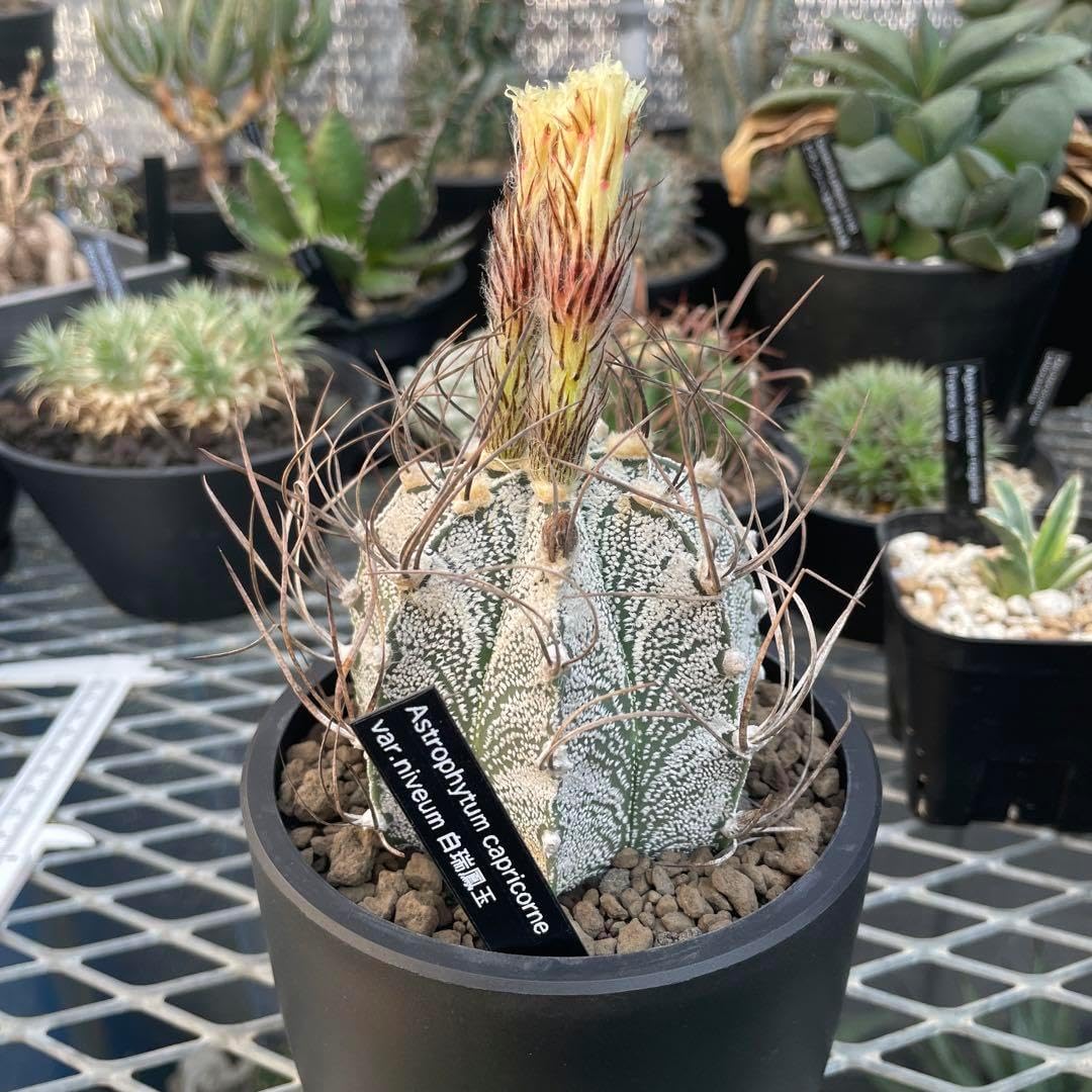 白瑞鳳玉 4号プラ鉢 国内実生 アストロフィツム 白瑞鳳玉 4 白瑞鳳玉 4号プラ鉢 国内実生 アストロフィツム 白瑞鳳玉 4