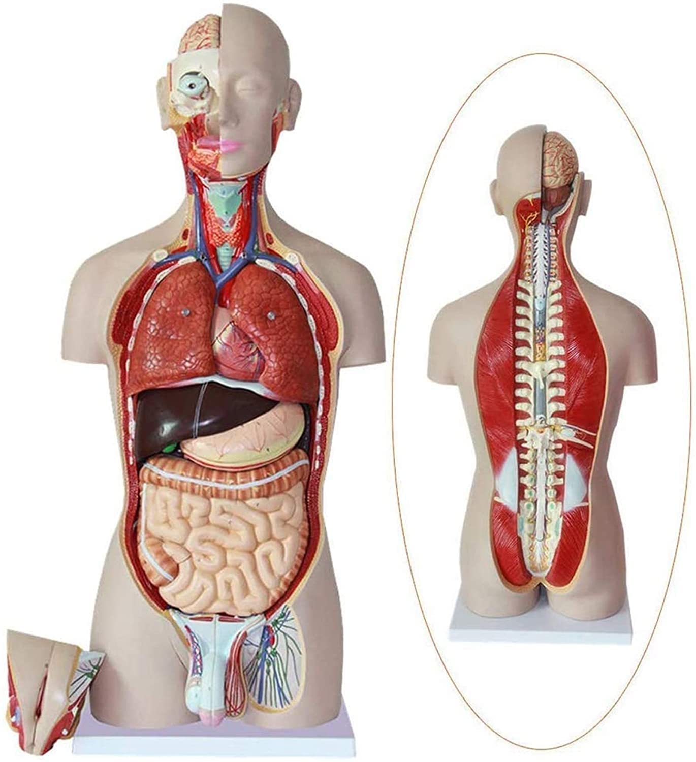 Buy Anatomy Model, Educational Model 85Cm Amphoteric Human Torso Body