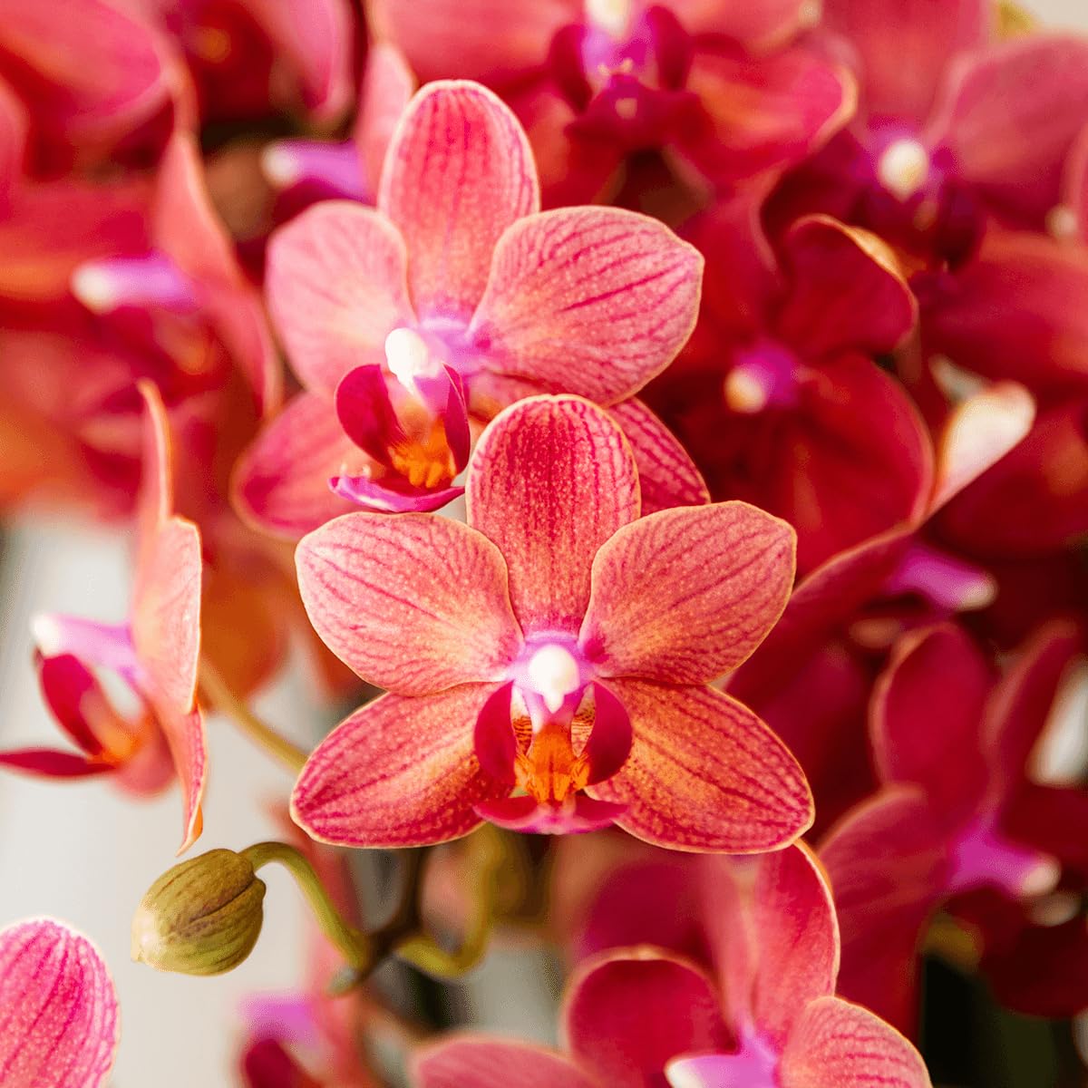 Orquídea roja Congo en maceta retro de 9 cm de diámetro, planta de interior floreciente fresca del cultivador – Brillante 70 – Maceta con diseño redondeado – Orquídea con 2 – 3 tallos
