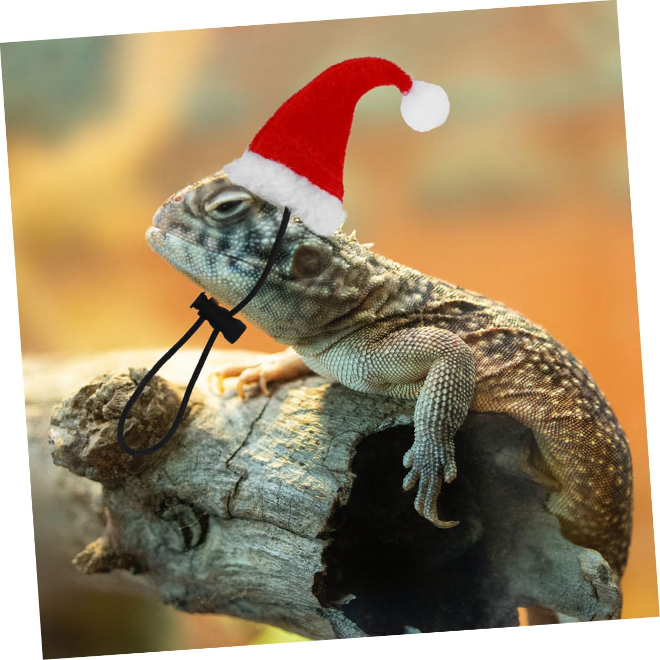 BESPORTBLE 2sets Accessori Per Rettili Con Guinzaglio Cappello e Sciarpa Per Festività Natalizie Kit Decorativo Per Lucertole Per Uscite All Aperto e Feste Tema Natale