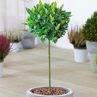Standard Kitchen Bay Leaf Tree | Laurus 'Nobilis' | Evergreen Aromatic Hardy Small Garden Patio Shrub | Premium Grade Herb Specimen | 5L Pot, 2-3ft (1 Tree)