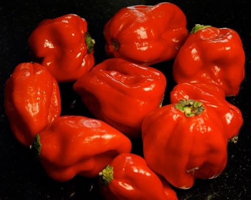 Miniatura 2 de Pimiento Dulce "Aji Dulce # 2"-(10 Semillas)Herencia Venezolana,Dulce, Sabroso -Raro