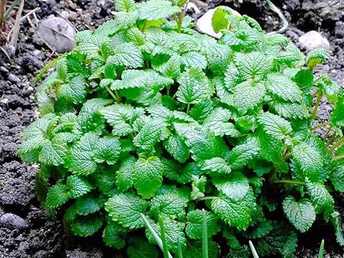 Miniatura 3 de Gaea's Blessing Semillas – Semillas de bálsamo de limón – Semillas sin OMG con instrucciones de siembra fáciles de seguir – 92% tasa de germinación