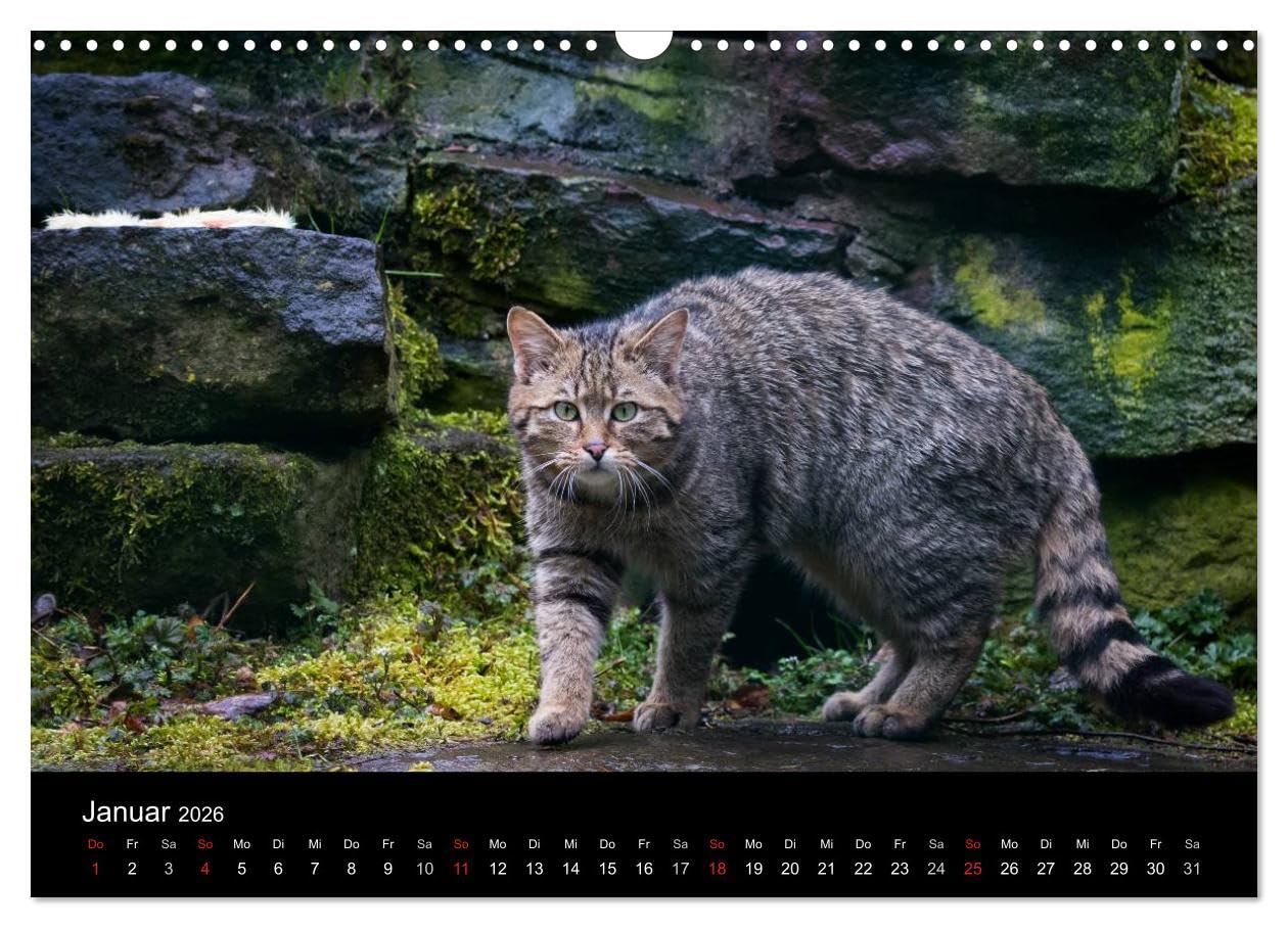 Wildkatzen - scheue Samtpfoten (Wandkalender 2026 DIN A3 quer), CALVENDO Monatskalender: Beeindruckende Fotografien der europäischen Wildkatze