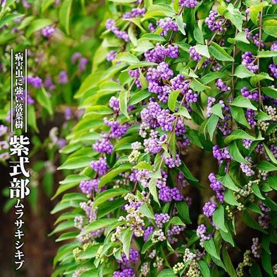 Amazon 花紫式部 ハナムラサキシキブ ポット苗 庭木 落葉樹 低木 鉢