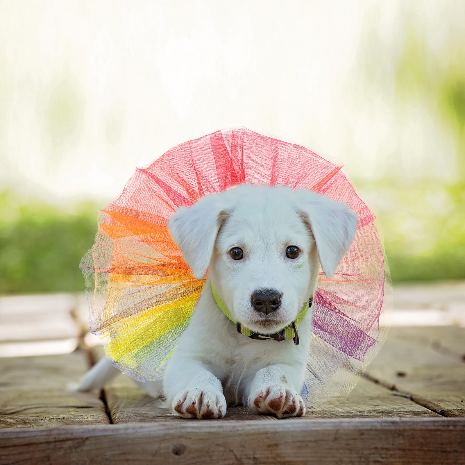 Vestido De Tutú Arcoíris Para Perros - Divertido Y Cómodo Para Fiestas