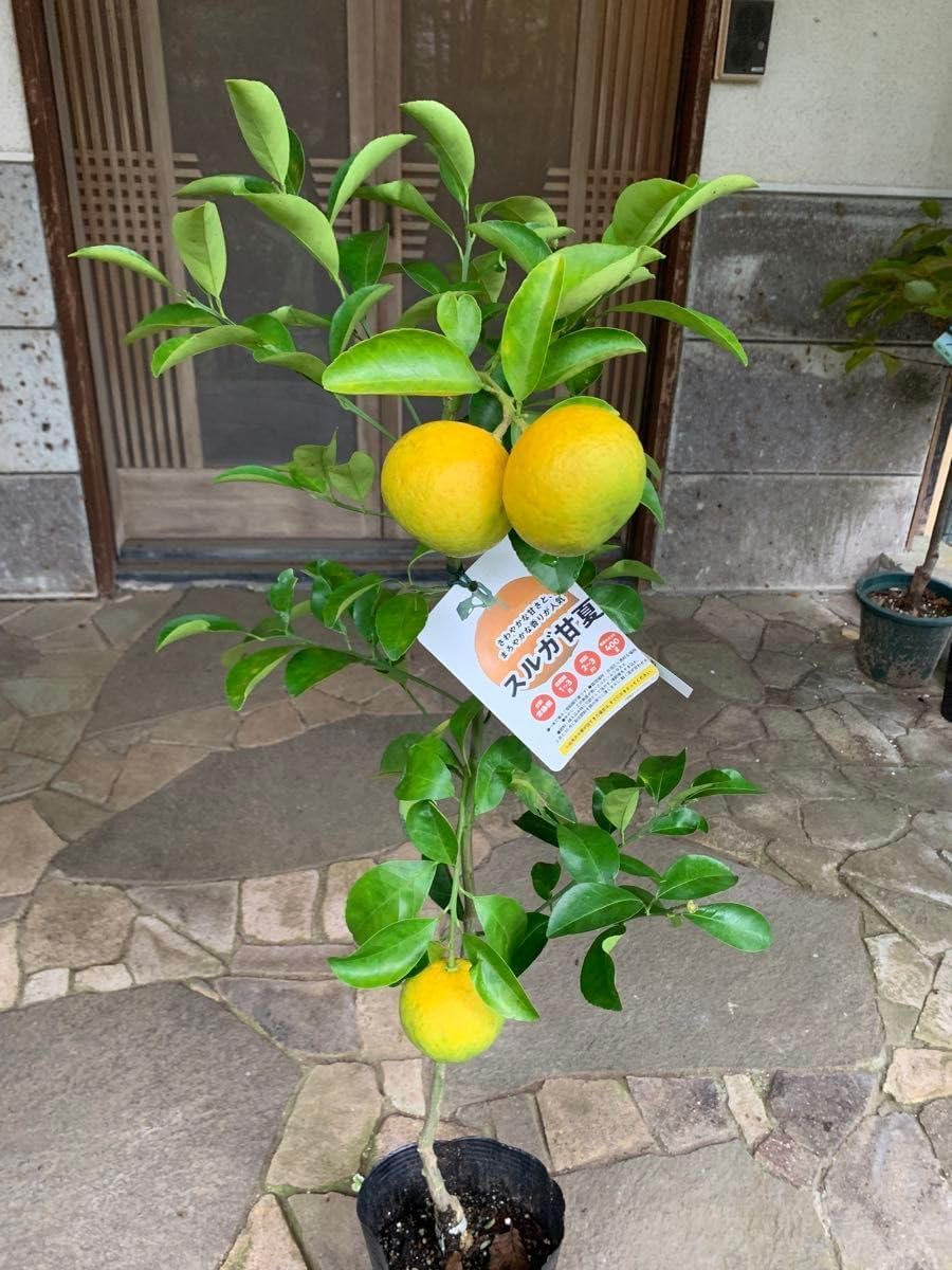 スルガ甘夏苗木 果樹 実が 果物