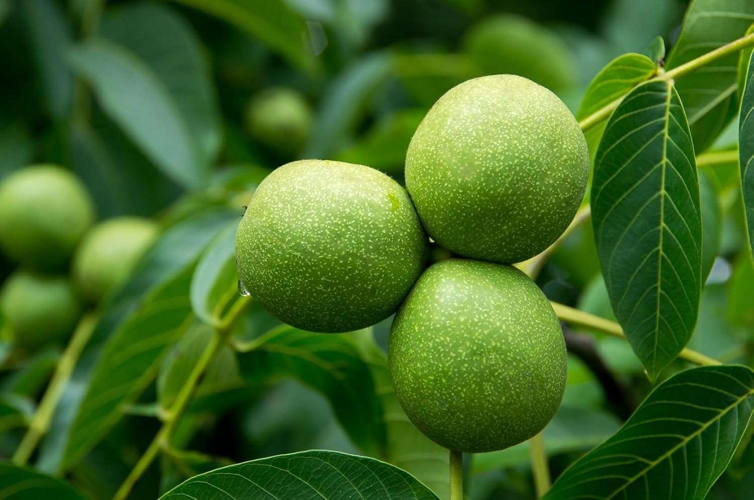 Bulk Black Walnut Tree Live Plant | Live Fruit Bearing Tree Seedlings - Make a Walnut Forest, Wood is Highly Valued, 30 Years to Harvest (5 Black Walnut Seedlings)