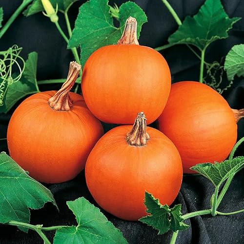 Park Seedwee-B-Little Pumpkin Seeds, Pack Of 25 Seeds #TOP5