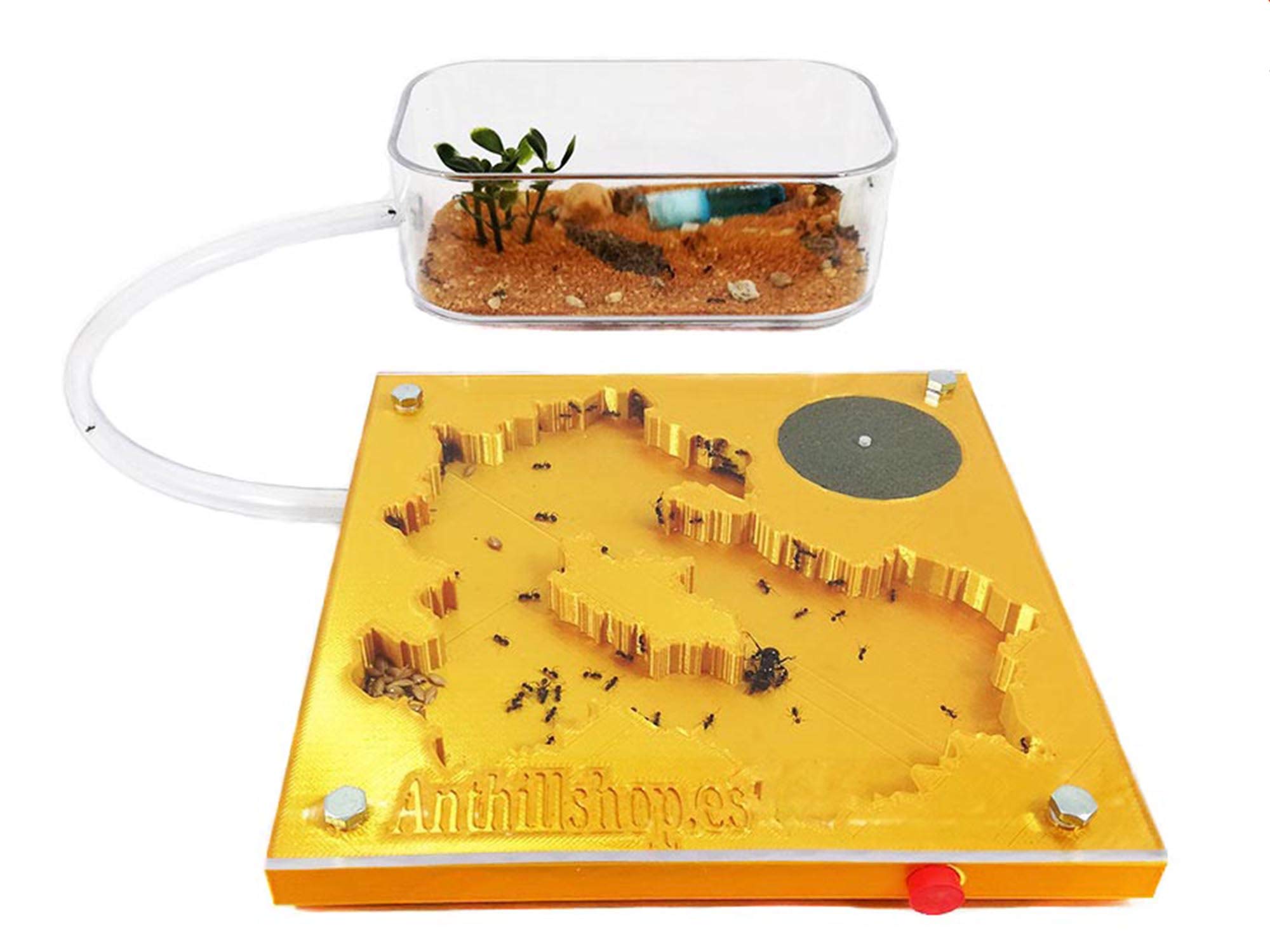-Kit Hormiguero Educativo 3D 15x15 Espuma Color Oro, -Con Hormigas Incluida