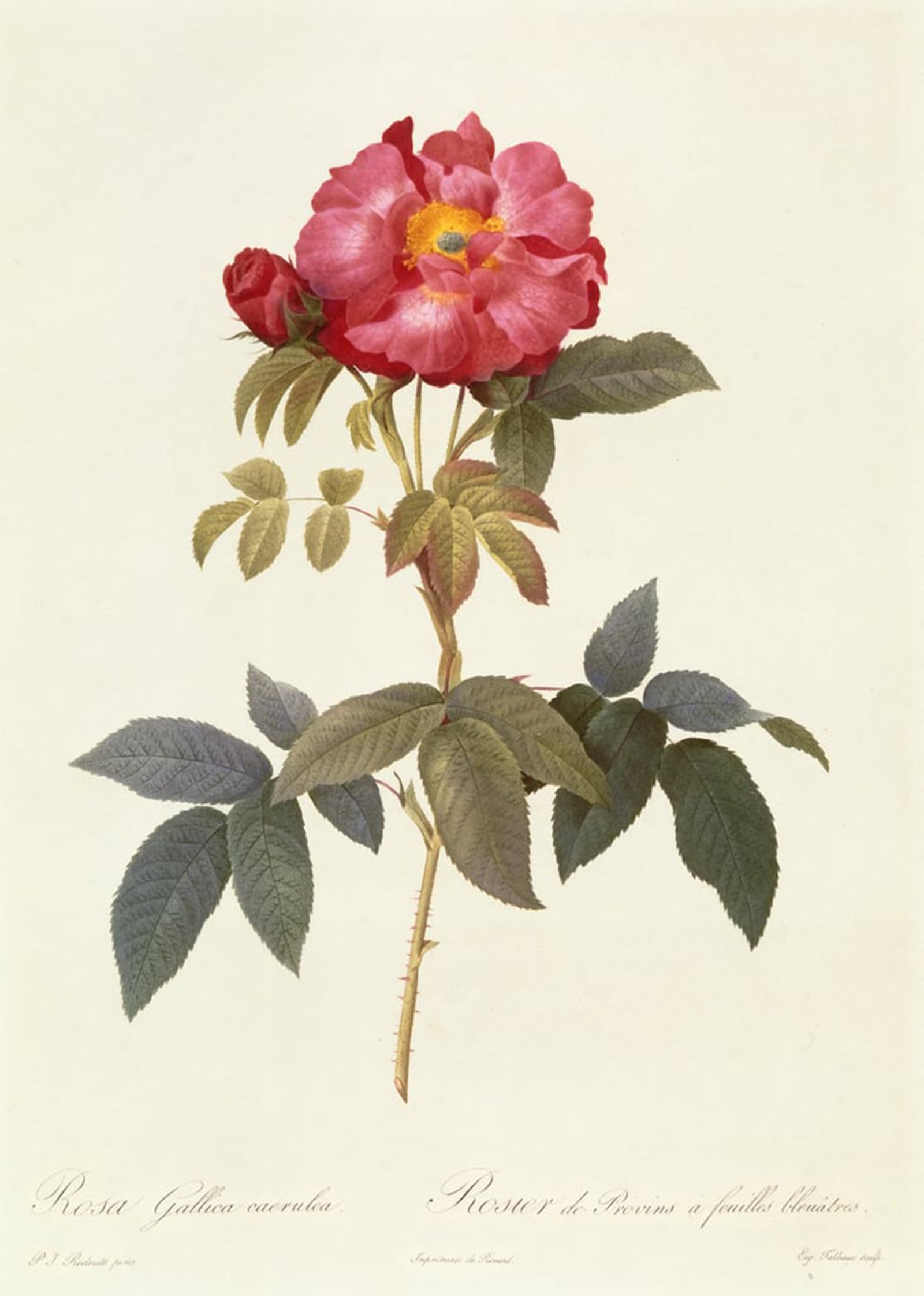 ARTXLXXBN Famous Print Painting Colorful Art Print Rosa Gallica Caerulea by Pierre Redouté Canvas Art Decorations for Home Decor 60x90cm