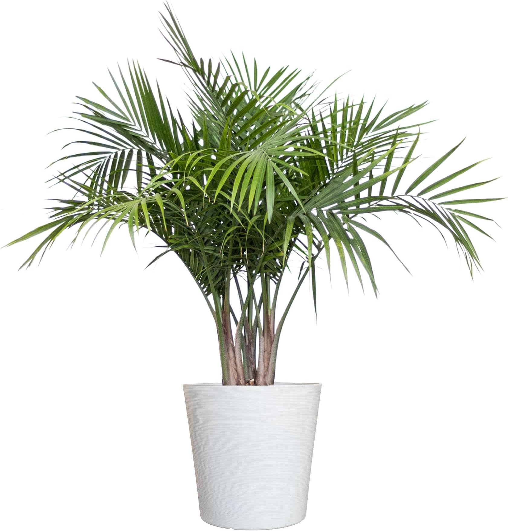 Votaniki American Palm Plant Air Purifier Sago Palm Tree