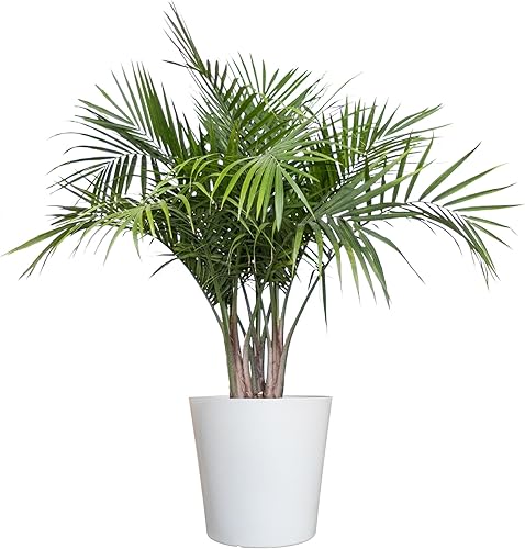 United Nursery Majesty Palm - Planta viva, palmera viva para exteriores e interiores, bajo mantenimiento, fácil cuidado, palmera tropical para