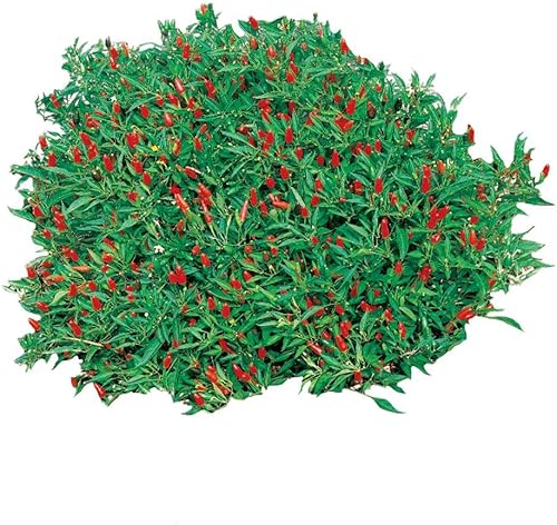 Park Seed Park's Whopper - Semillas de pimiento jalapeño, paquete de 15 semillas