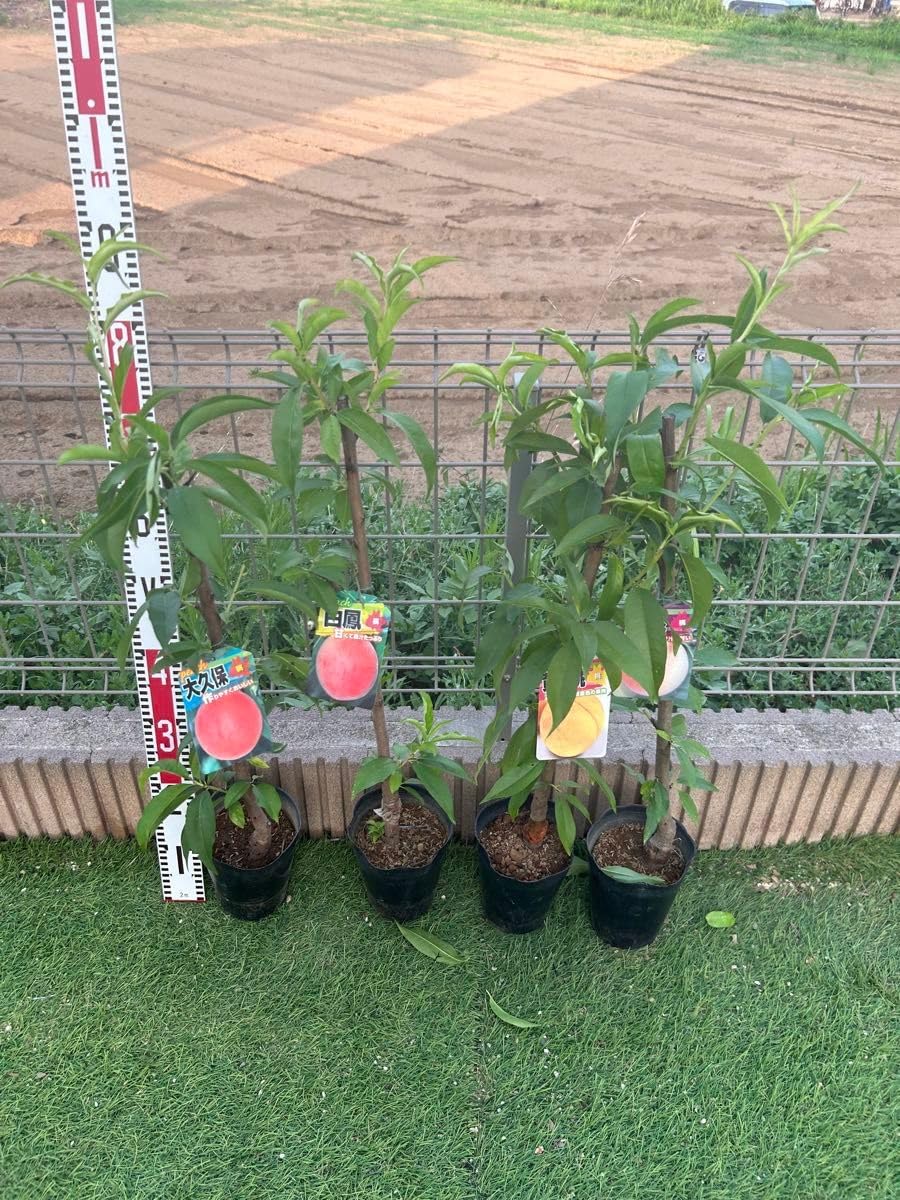 桃の苗木 4本セット 白桃、白鳳、大久保、黄金桃 果樹苗 白桃