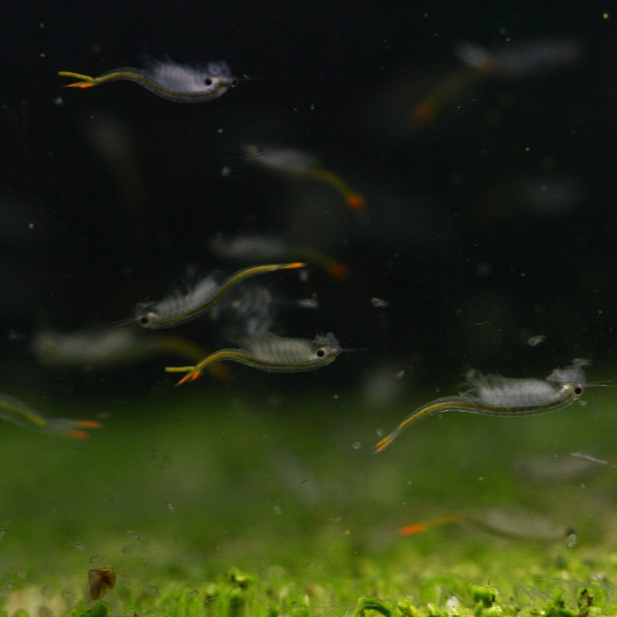 Feenkrebse Komplettset mit Urzeitkrebseiern: 6 l Aquarium, Filter, Luftpumpe, Zubehör, Zuchtansatz, Futter und Anleitung, Dendrocephalus brasiliensis