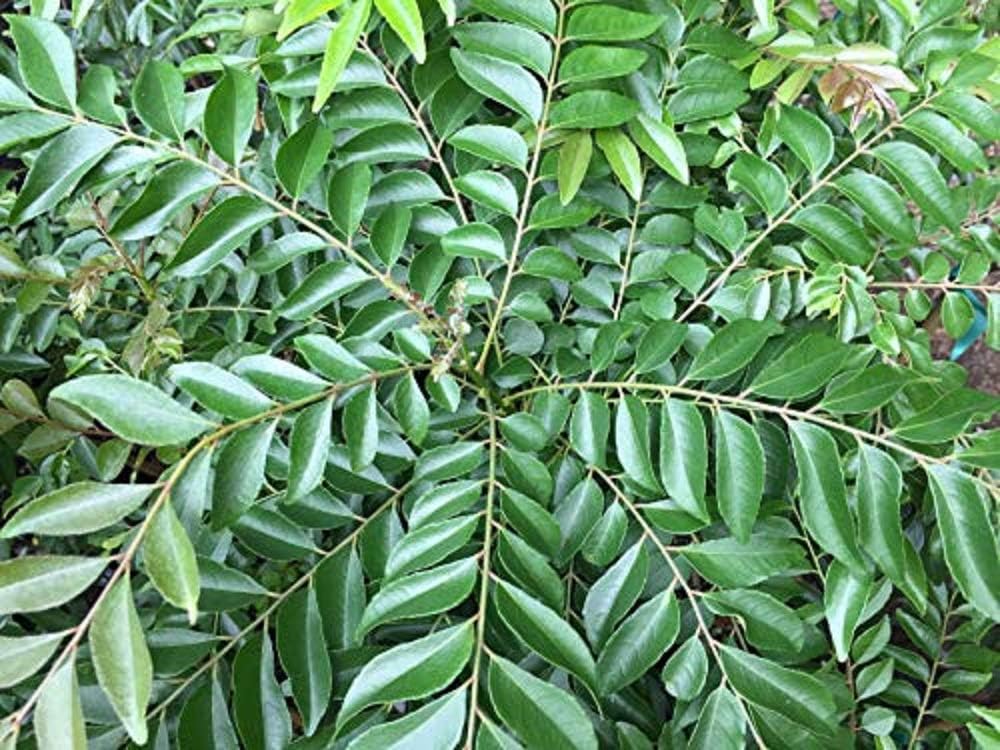 Curry Leaf Tree (Murraya Koenigii) - Starter Plant
