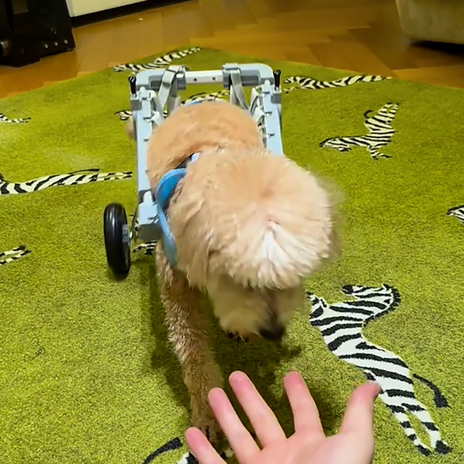 Chariot de rééducation pour chien paralysé et blessé aux pattes arrières