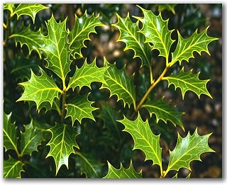 VETEB Paint by Numbers Kit for Adults Beginner Chaotic Holly Madness Holly Leaf Pictures Royalty Free DIY Framed Painting on Canvas by Numbers Acrylic Oil Painting Home Decor Gifts 16"x20"