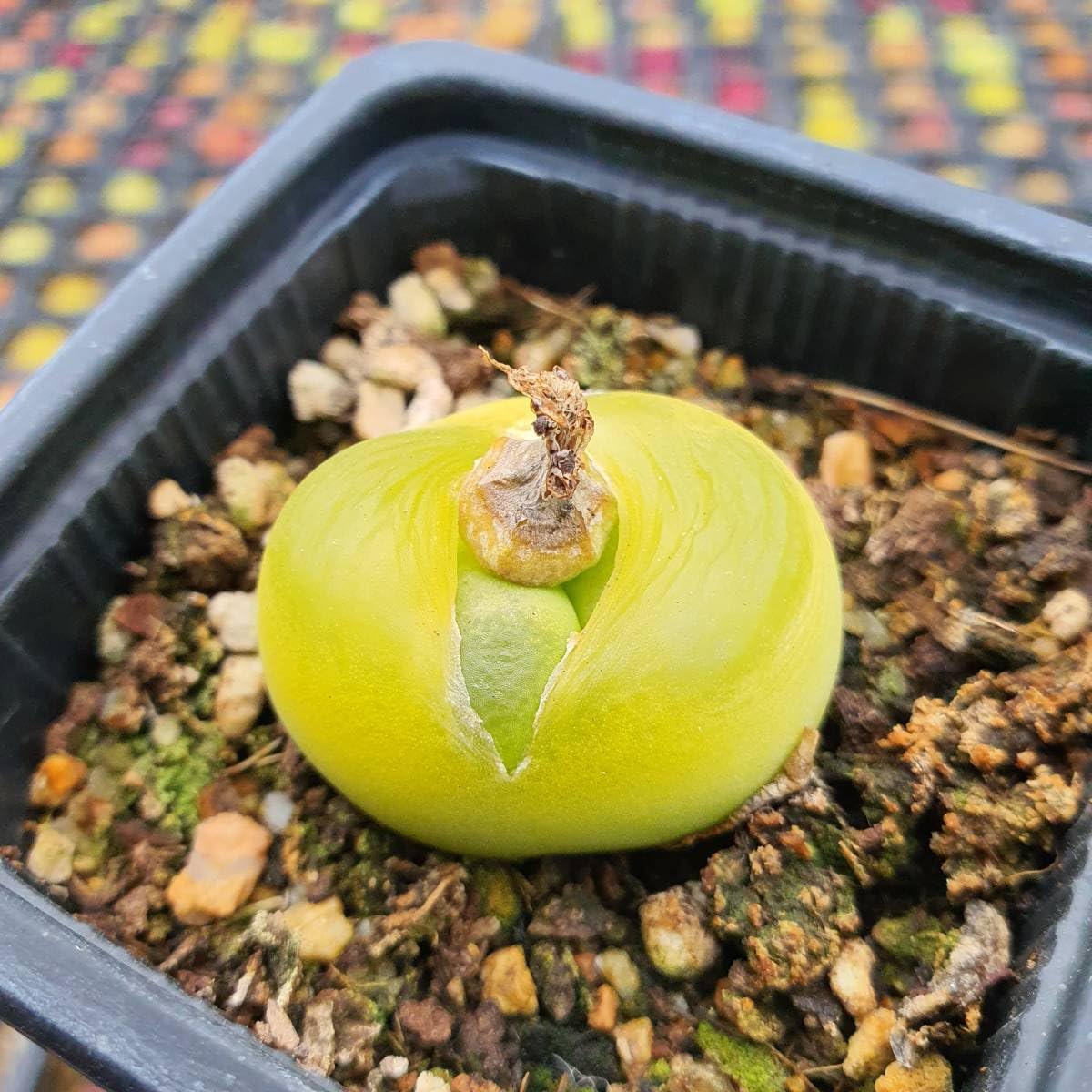 レア❗️ コノフィツム ヤンギー(韓国)種子10粒+