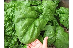 Giant Winter Spinach Seeds: Cultivate Exceptional Yields in Every Season