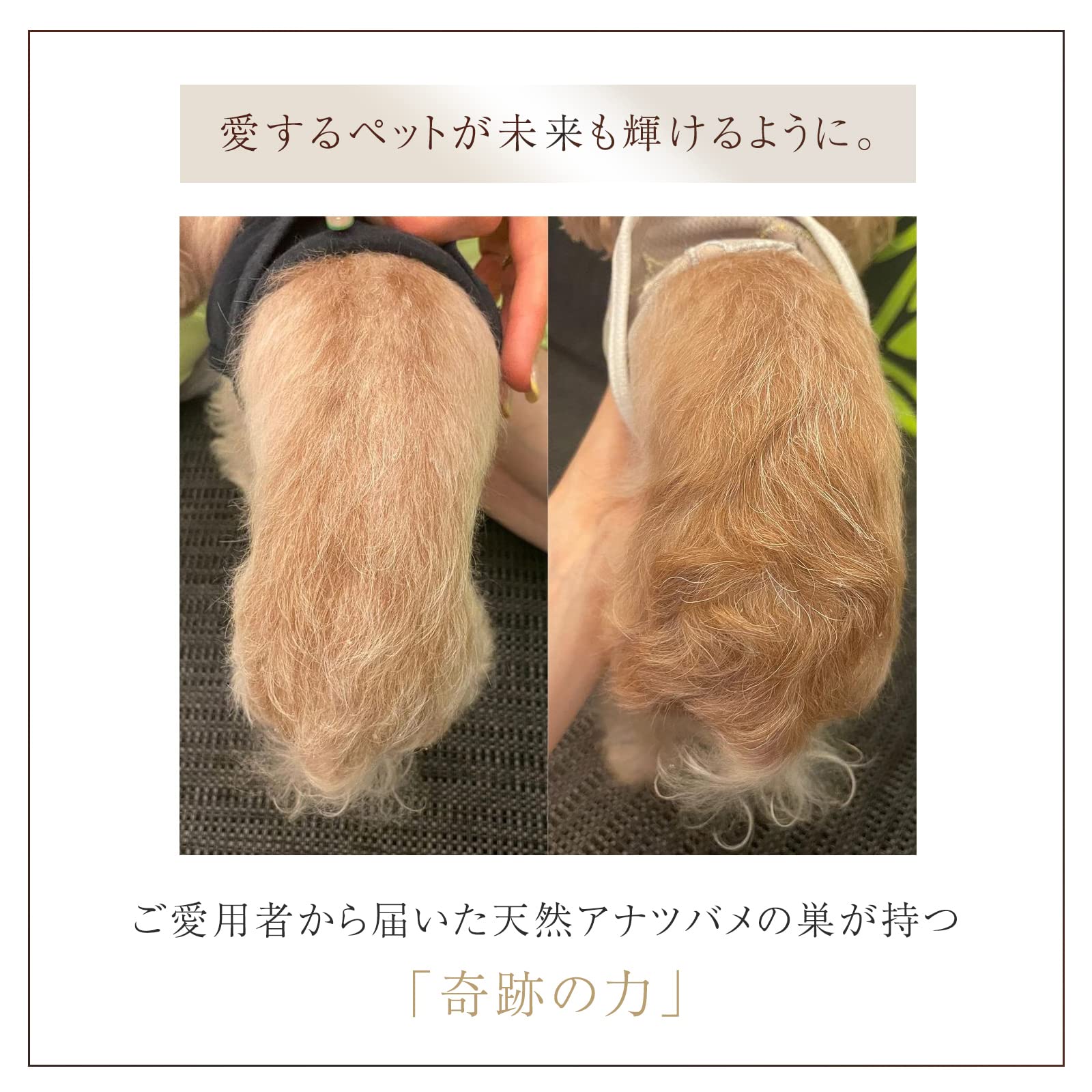 Amazon.co.jp: 【BI-SUから誕生。世界初ペット向けツバメの巣サプリ