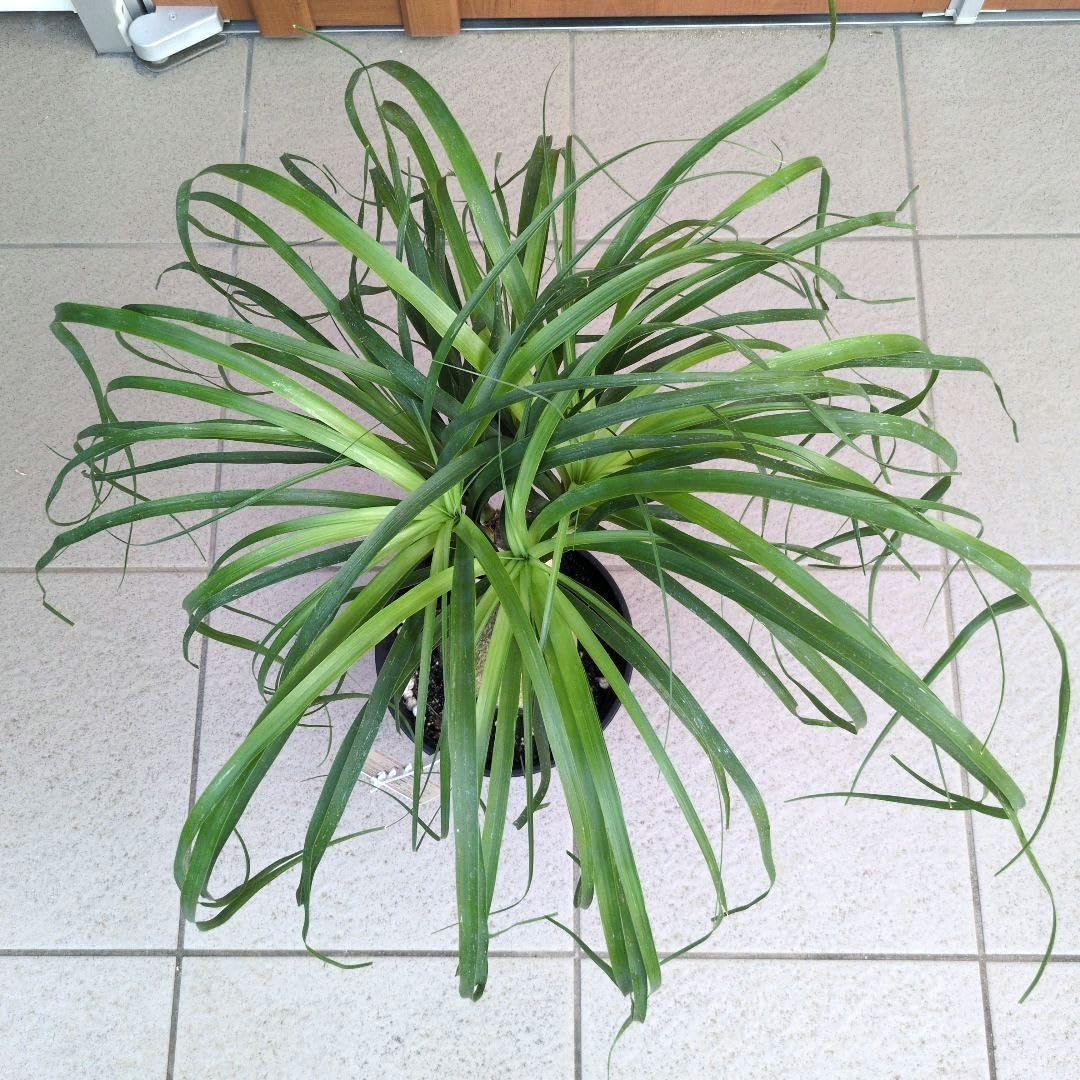 Amazon｜観葉植物 トックリラン ポニーテール マヤパーム ノリナ