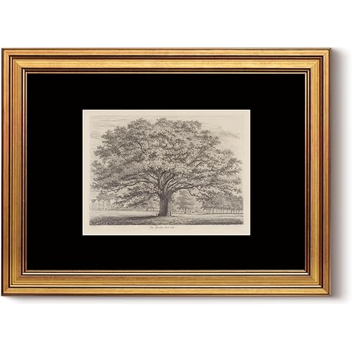 InSimSea Vintage Gold Framed Canvas Wall Art Tree of Life Retro Majestic Oak Tree Wall Decor Farmhouse Botanical Prints Sketch Artwork Coquette Decoration Room Aesthetic for Bathroom Bedroom 12x16in