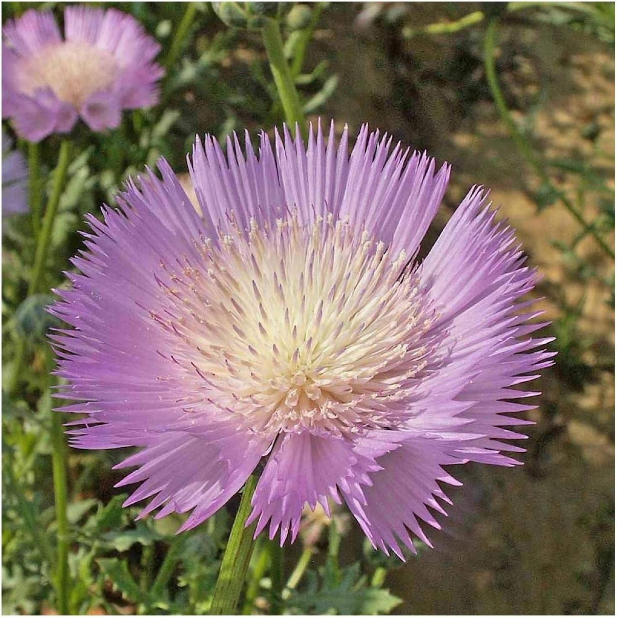 Everwilde Farms - 1 Lb Sweet Sultan Imperialis Mix Wildflower Seeds - Gold Vault