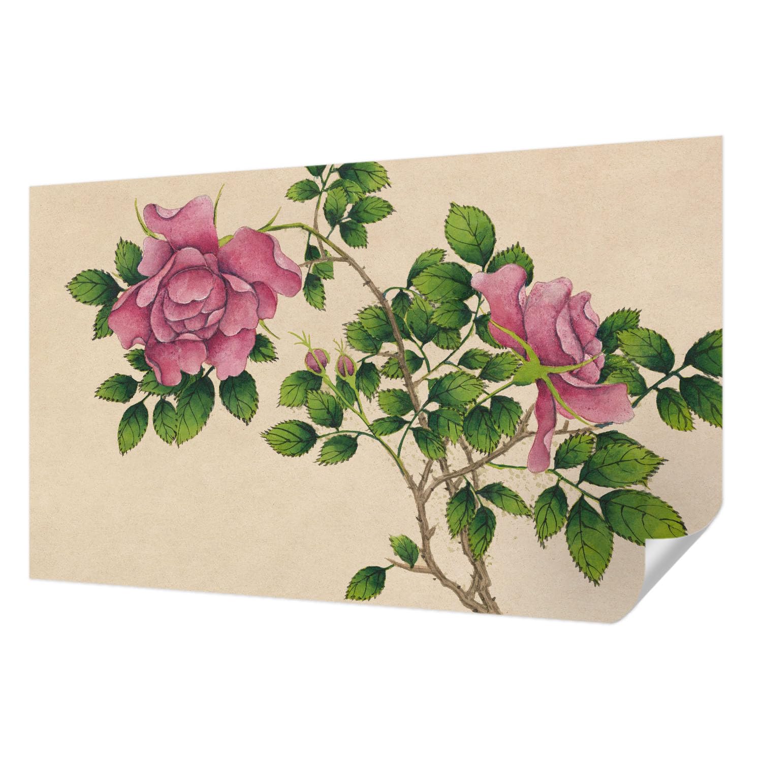 Papier peint adhésif roses romantiques 416x254 cm panoramique pour salon et chambre