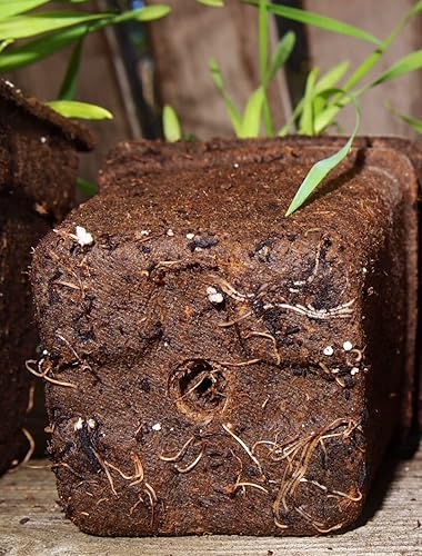 Miniatura 5 de CowPots - Macetas redondas, 7.62 cm, cuadrado, NA