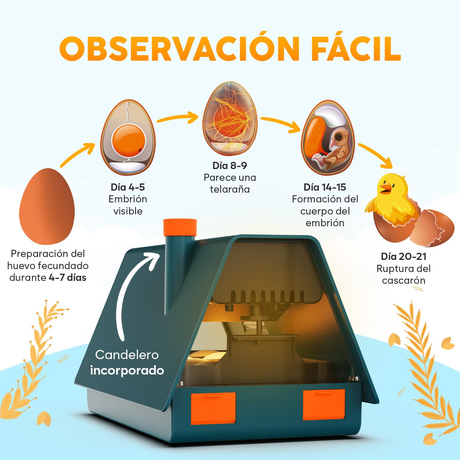 Okkobi M10 Incubadora Huevos Gallina - Ideal para todas las edades - Incubadoras de Huevos Automaticas - Volteo Automático y Control de Humedad - Verde y Naranja