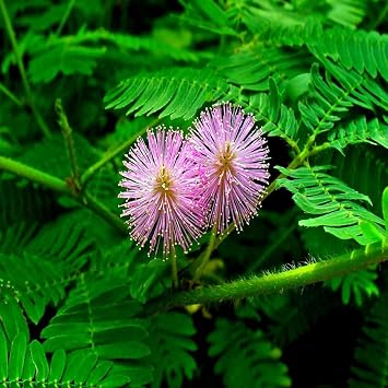 10 Seeds Dwarf Mimosa pudica Sensitive Plant Tropical Houseplant Flower Tree Seeds